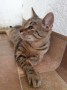 Bertie (3)